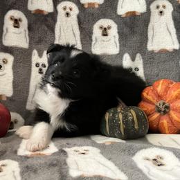 Miniature Australian Shepherd and Toy Australian Shepherd Puppies from Hotmess of Aussies