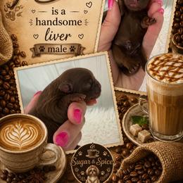 Macchiato - Liver male Shih Tzu puppy in Connersville, Indiana from Sugar and Spice Shihtzus