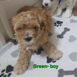 Green collar - White male Cavapoo puppy in Galena, Missouri from May's Country Cavapoos & Havapoos