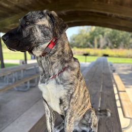 Echo - Anatolian Shepherd Dog