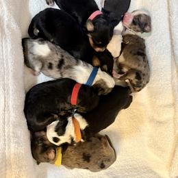 Female 2 - Blue merle female Aussiedoodle puppy in Adams, Nebraska from Boxcar Doodles and Poodles