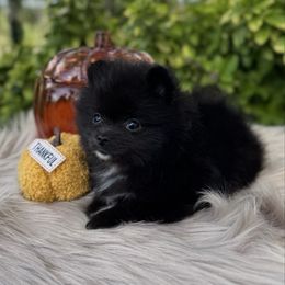 Ned Stark - Black male Pomeranian puppy in Sandia, Texas from Broken Arrow Poms