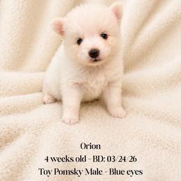 Orion - White male Pomsky puppy in Lincoln, Nebraska from Blue Heaven Pomsky