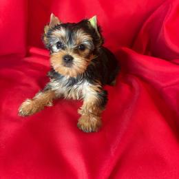 BB yellow girl - Blue and gold female Yorkshire Terrier puppy in Alburnett, Iowa from Hobbs Shire Yorkies
