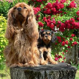 Cavalier King Charles Spaniel Puppies from 7 Bridges Cavaliers