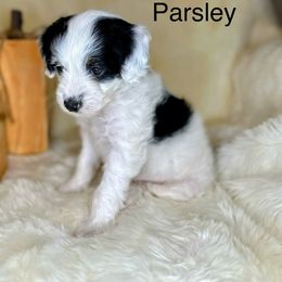 Bernedoodle Puppies from Mountain Ridge Bernedoodles