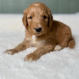 Frank N. Beans - Red  male Goldendoodle puppy in Osage City, Kansas from Golden Ridge Goldens