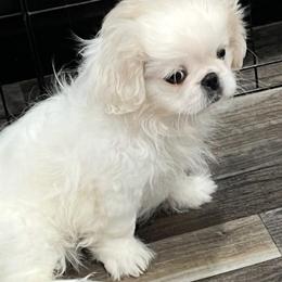 Full AKC - Buttons - Ready Now - White male Pekingese puppy in Hustontown, Pennsylvania from Triple I Pekes