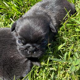 Rosie - Black female Pug puppy in Bethel, Ohio from House of Briggs Pugs