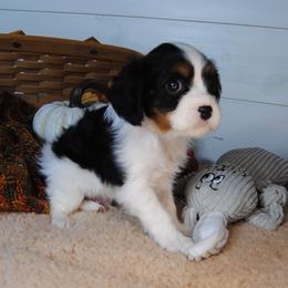 Baron - Tri-color male Cavalier King Charles Spaniel puppy in Mountain Grove, Missouri from Dogwood & Sassafras Companions
