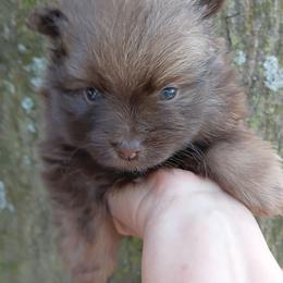 Cherokee pup 2 - Chocolate and tan male Pomeranian puppy in Carrollton, Georgia from B AND R'S POMERANIAN'S