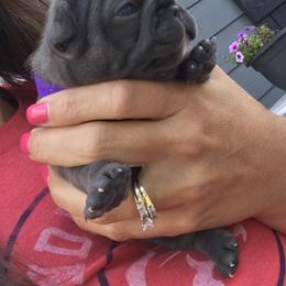 French Bulldog Puppies from Crooked C Ranch