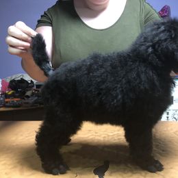 German Shepherd and Poodle Puppies from United Broughton Kennel