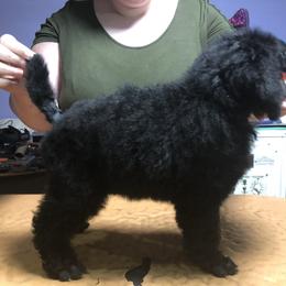 German Shepherd and Poodle Puppies from United Broughton Kennel