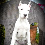 Artemis Girl 1-pink collar - White female Dogo Argentino puppy in San Diego, California from Debonair Dogos
