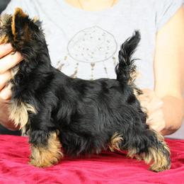 Yorkshire Terrier Puppies from Yorkies Kisses