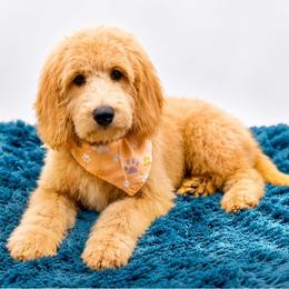 Hugo - Apricot male Goldendoodle puppy in Statesville, North Carolina from Doodle Babies