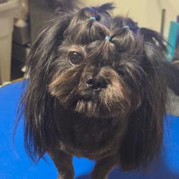 Dusk - Shih Tzu