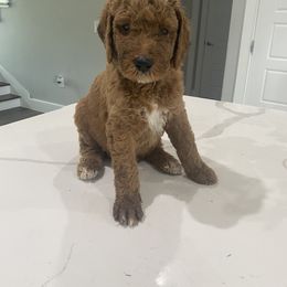 Goldendoodle Puppies from Goldendoodle’s Love
