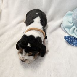 Brown boy - Black tan and bluetick male Beagle puppy in Lore City, Ohio from Loves Kennel