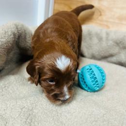 Blue boy - Red  male Goldendoodle puppy in Denison, Iowa from Violet View Iowa Goldendoodles