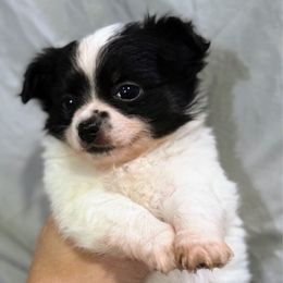 Izzy - Black and white male Chihuahua puppy in Sherwood, Arkansas from Bartelt Breeders