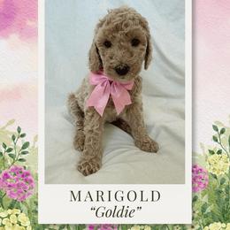 Marigold - Cream female Labradoodle puppy in Kingman, Arizona from The Dood Ranch