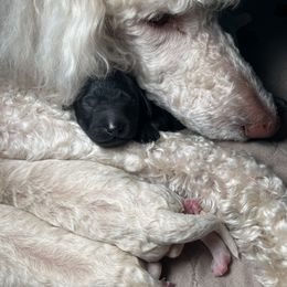 Goldendoodle Puppies from Fluff Puff Doodles