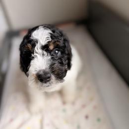 Cavapoo and Goldendoodle Puppies from Dori