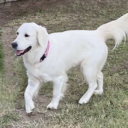 Hope - Golden Retriever
