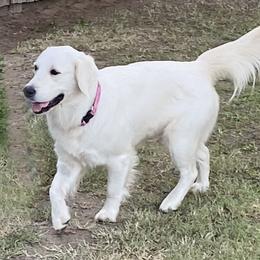 Hope - Golden Retriever