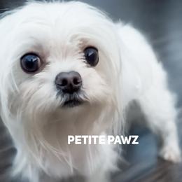 Maltese puppies from Petite Pawz