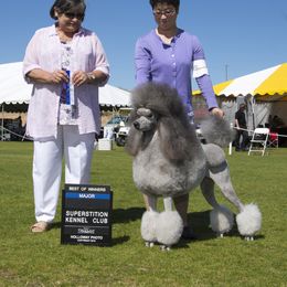 Poodle All Grown Up from Lakeview Standard Poodles