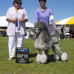 Poodle All Grown Up from Lakeview Standard Poodles