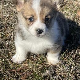 Sara - Sable female Pembroke Welsh Corgi puppy in Mount Carmel, Tennessee from Hidden View Farm