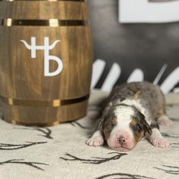 SAVAGE - Tri-color male Bernedoodle puppy in Corpus Christi, Texas from The Henke Doodles