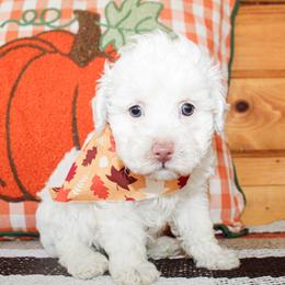 Chase - White male Poodle puppy in Hugo, Oklahoma from Ann R.