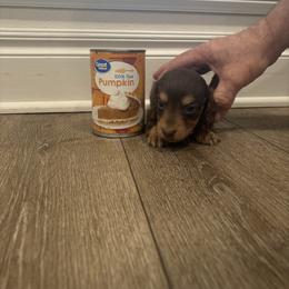 Charlie - Chocolate and tan male Dachshund puppy in Altus, Oklahoma from Johnson Prairie Pups