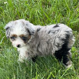 Charmayne - Blue merle female Aussiedoodle puppy in Arrington, Tennessee from Tumblin T Aussies and Aussiedoodles