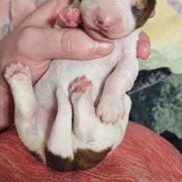 CKC Red piebald girl - Piebald female Dachshund puppy in Springdale, Washington from TNT MINI DACHSHUNDS