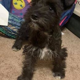 Miniature Schnauzers and Poodles from Shelly’s Pooches