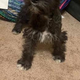 Miniature Schnauzers and Poodles from Shelly’s Pooches