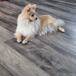 Spicer - Pomeranian