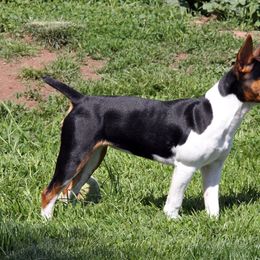 Rat Terrier Puppies from River Ridge Rat Terriers