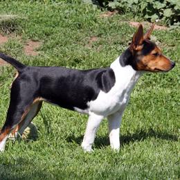 Rat Terrier Puppies from River Ridge Rat Terriers