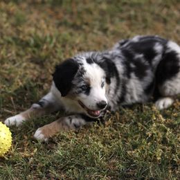 Miniature Australian Shepherd Puppies from Rocking AW Aussies