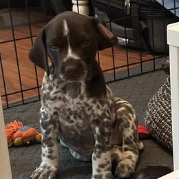 German Shorthaired Pointer Puppies from Chrishelle Farm