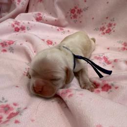 Maggie - Buff female Cocker Spaniel puppy in Ocala, Florida from Ray of Sunshine Spaniels LLC