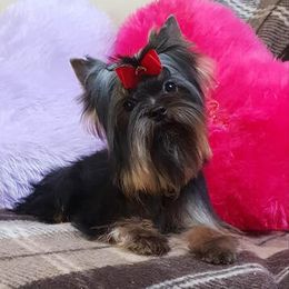 Yorkshire Terrier Puppies from Mirage Yorkies