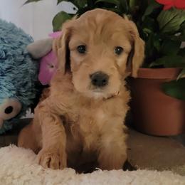 Goldendoodles from Ryan's Goldendoodles